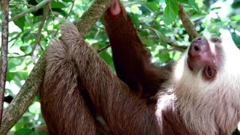 Volunteering - Animal Rescue Center - Costa Rica - Video inspiration